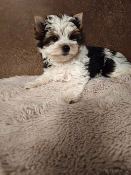 Biewer jorkširský teriér fenečka s pp - 3