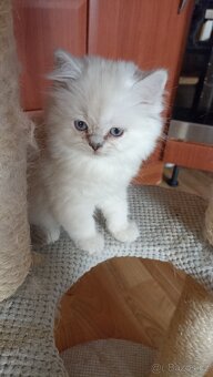 Britský kocourek s PP - 3