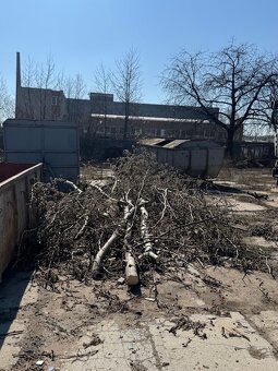 DŘEVO NA OTOP - osika, bříza, vrba, třešeň - 3