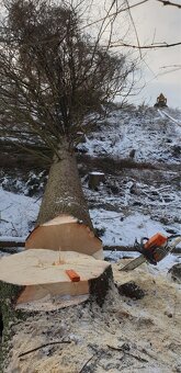 Rizikové kácení - 3