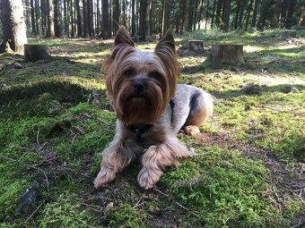 Jorkšírský teriér připuštění, krytí - 3