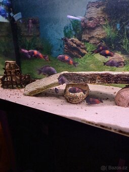 Tropheus Bulu Point - 3