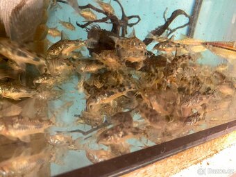 Pancéřníček skvrnitý - 3