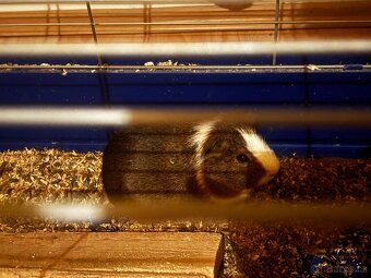 Daruji morčata + vybavení - 3