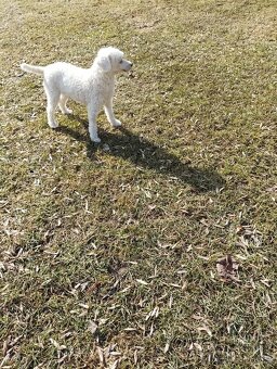 Pudl trpasličí-fenka - 3