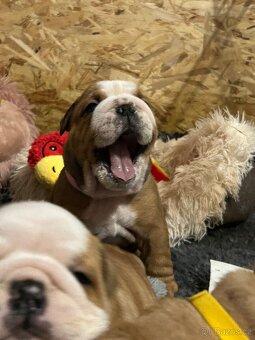 Anglický buldok s PP FCI - 3