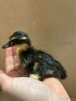 kačenky ruanské - 3