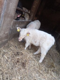 Prodám jalovičky a býčka - 3