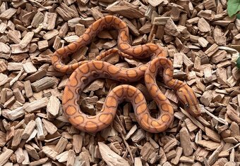 Epicrates cenchria caramel - 3
