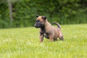 Belgický ovčiak Malinois šteniatko s pp rodokmeňom - 3