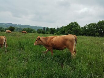 Prodám březí jalovice a krávy - 3