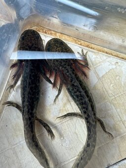 Axolotl - 3