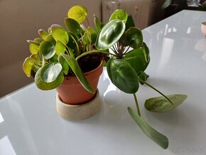 KRÁSNÁ PILEA, husté listy - 3