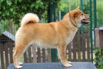 Shiba Inu s PP FCI - 3