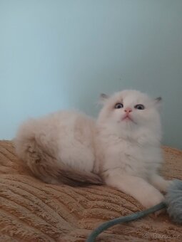 Ragdoll kočička s PP - 3