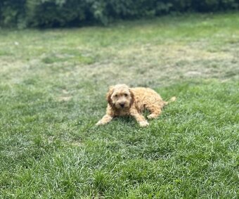 Cockapoo - 3