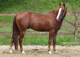 Quarter Horse Valach 2021 - 3