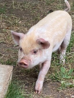 Kune Kune - 3