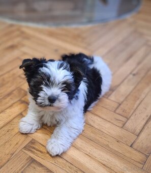 Jorkšírský teriér - pejsci s PP - 3