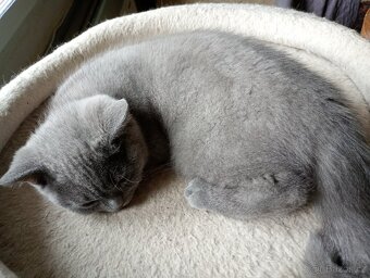 Britská modrá koťátka - 3