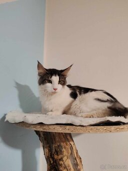 Mainska mývalí - 3