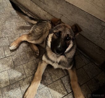 Štěně československý vlčák X německý ovčák - 3