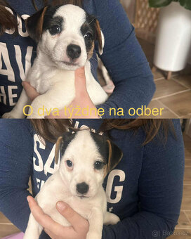 Jack Russel teriér - 3