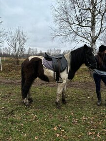 Valach, 9 let, cca 130 cm - 3