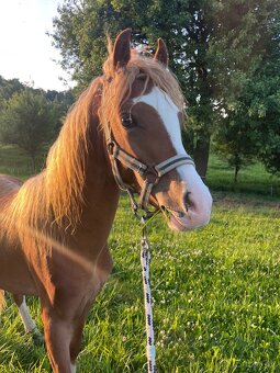 Welsh Pony B - 3