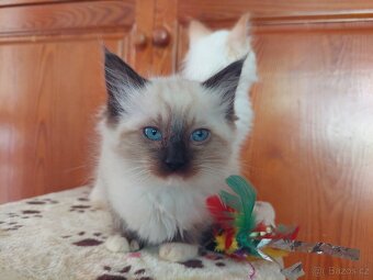 Ragdoll - 3