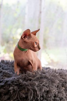 Kanadský sphynx kocourek - 3