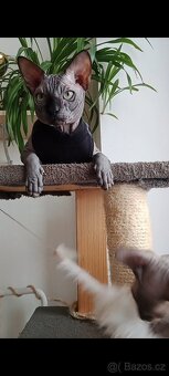 Kanadský sphynx - 3