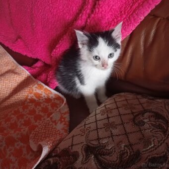 Kotě k Vánocům - 3