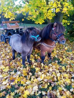 Shetland pony s pp - 3
