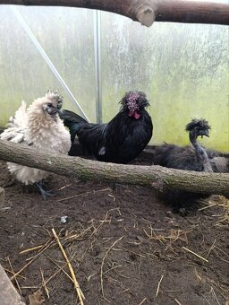 Kohouti hedvábniček - 3