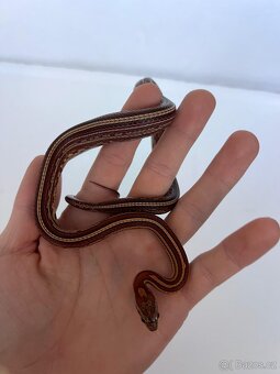 Úžovka červená - 3