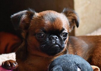 brabantík - štěně s pp - 3