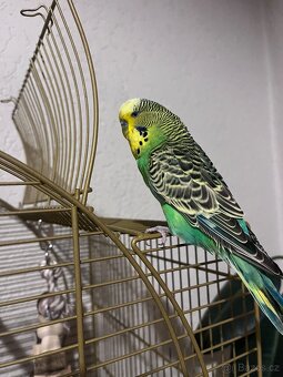 Andulka vlnkovaná - 3