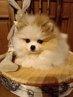 POMERANIAN s PP - 3