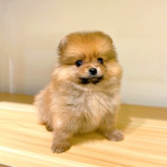 Pomeranian boo - 3
