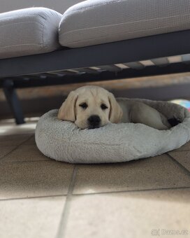 Štěňátka labradora s PP - 3