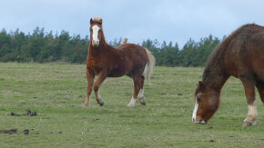 Welsh mountain pony, sekce A - 3