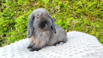 Zakrslý beránek, králíček, králík - PATRIK - 3