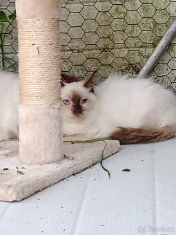 Ragdoll - 3