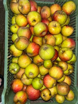 Domácí,trhané jablka ze zahrady - 3