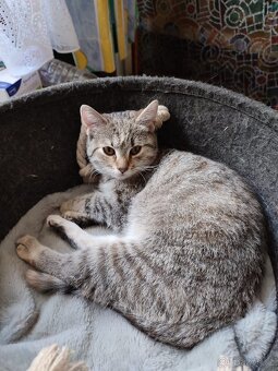 Koťata do dobrých rukou - 3