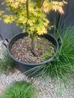 javor Acer palmatum - 3