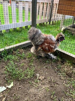 Daruji mladého kohoutka hedvábničky - 3