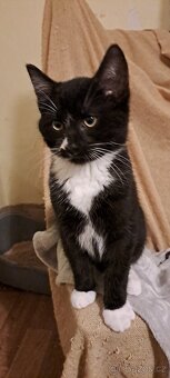 Tříměsíční kocourek - 3