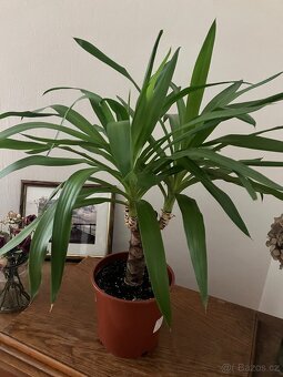 Juka 65cm vysoká - 3